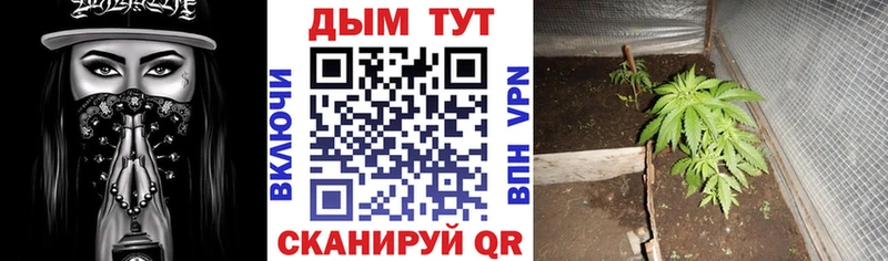 Конопля OG Kush  купить наркоту  Шахунья 